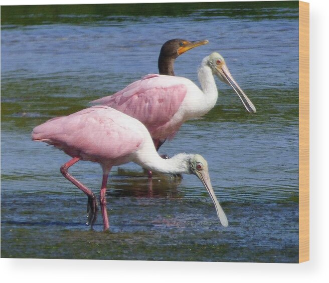 Roseate Spoonbills Wood Print featuring the painting Roseate Spoonbll pair by Melinda Saminski