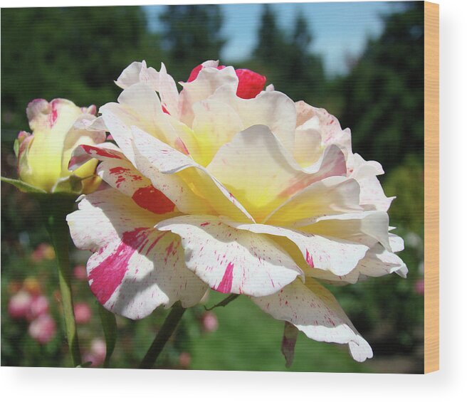Rose Wood Print featuring the photograph Roses White Pink Yellow Rose Flowers 3 Rose Garden Art Baslee Troutman by Patti Baslee