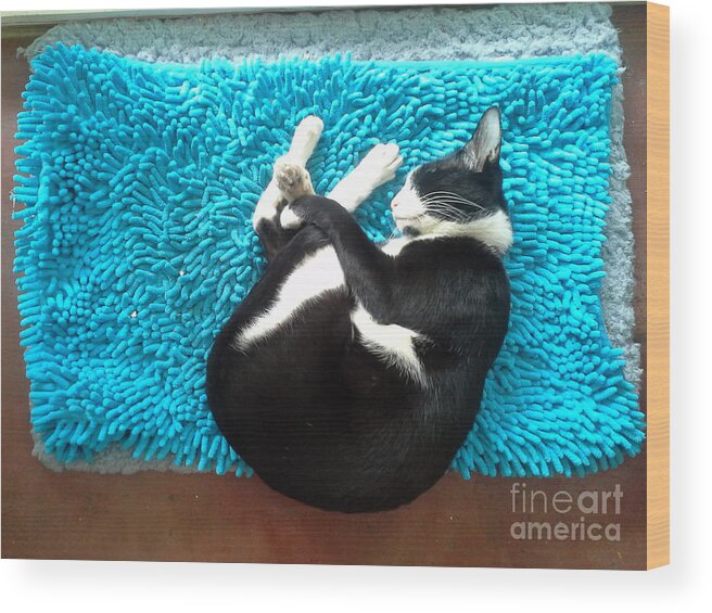 Cat Wood Print featuring the photograph Round Of A Cat by Sukalya Chearanantana
