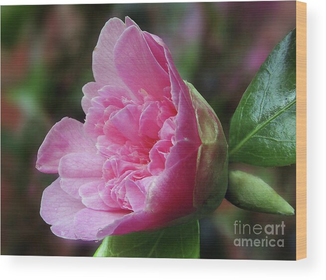 Camellia Wood Print featuring the photograph Ruffled Pink Camillia by Kim Tran
