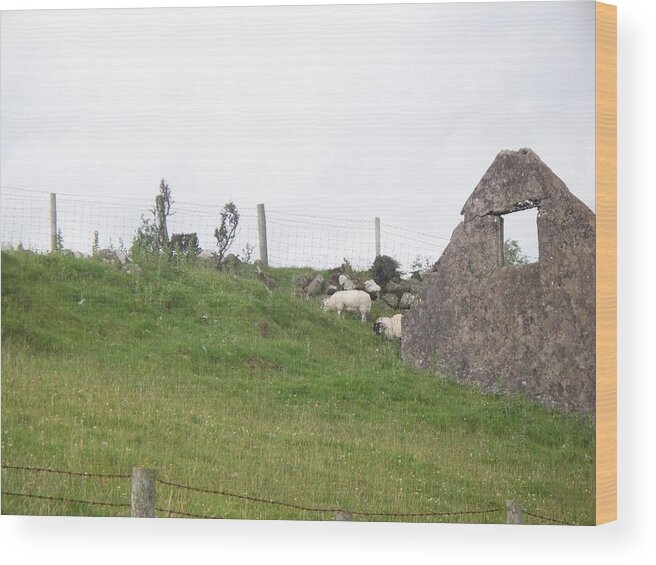 Landscape Wood Print featuring the photograph Grazing Sheep by Ruins in the Highlands of Scotland by Kenlynn Schroeder