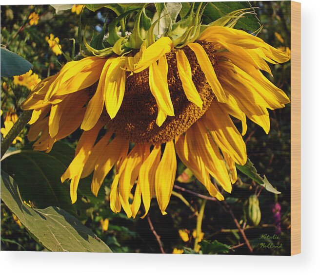 Sunflowers Wood Print featuring the photograph Russian Sunflower by Natalie Holland