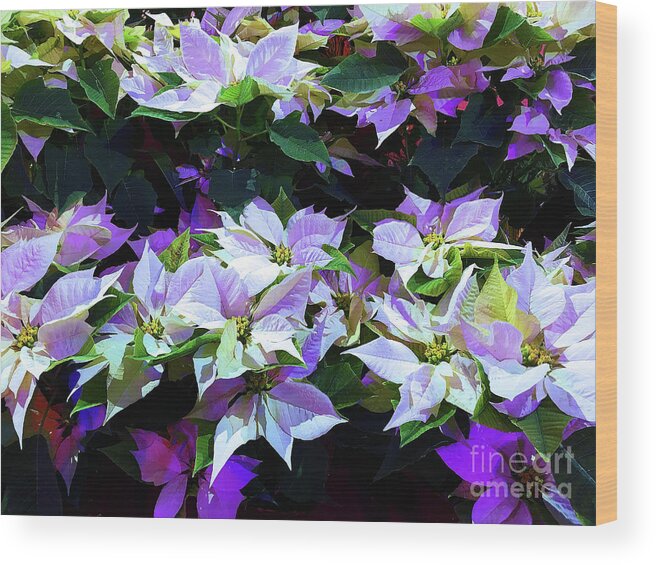 Flower Wood Print featuring the photograph Sanctuary Poinsettias by Eunice Warfel