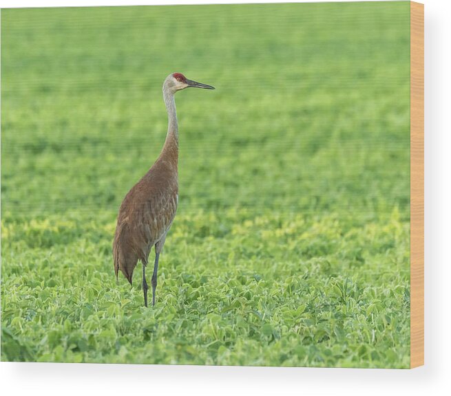 Sandhill Crane Wood Print featuring the photograph Sandhill Crane 2016-5 by Thomas Young