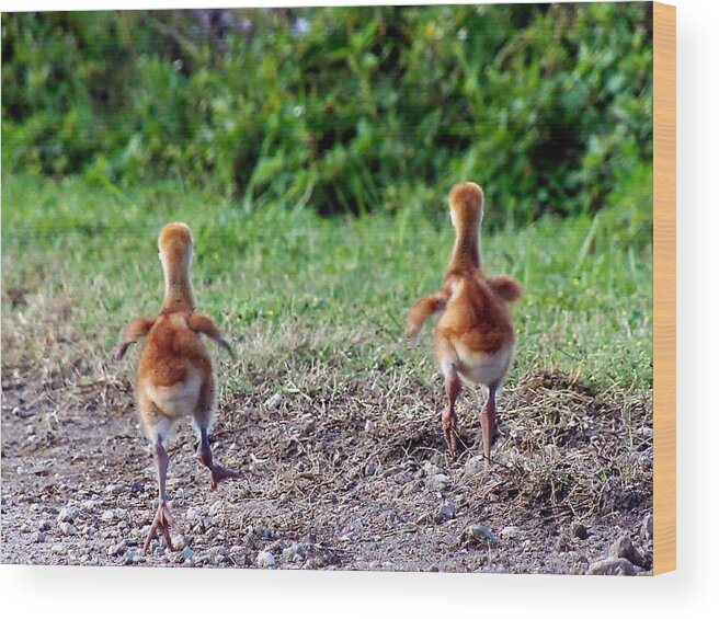 Animals Wood Print featuring the photograph Sandhill Crane Chicks 000 by Christopher Mercer