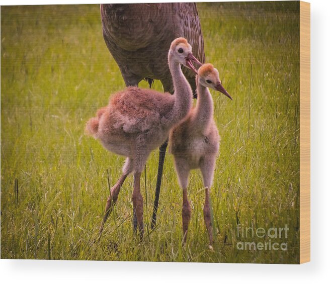 Sandhill Cranes Wood Print featuring the photograph Sandhill cranes playing by Zina Stromberg