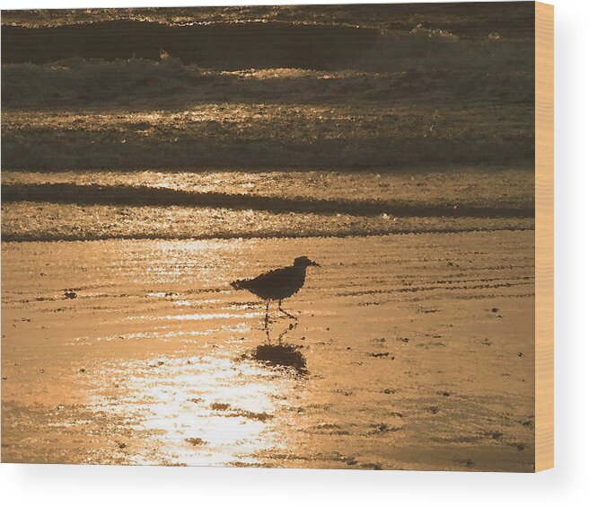 Nature Wood Print featuring the photograph Sandpiper by Peggy Urban
