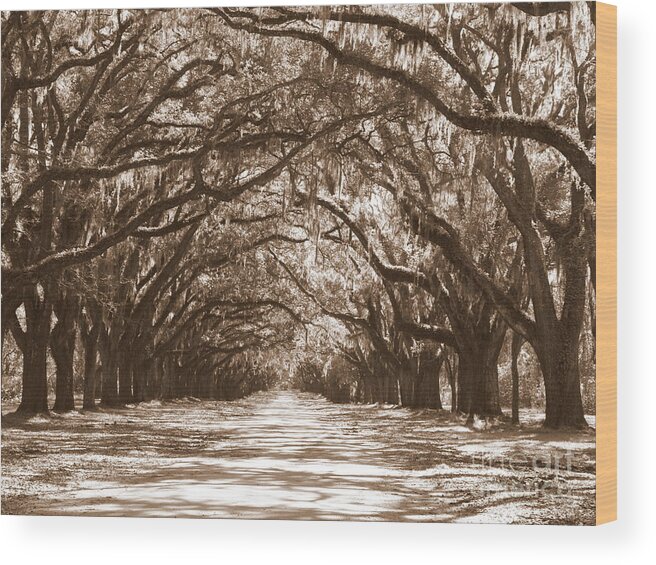 Savannah Wood Print featuring the photograph Savannah Sepia - Glorious Oaks by Carol Groenen