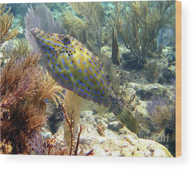 Underwater Wood Print featuring the photograph Scrawled Filefish 3 by Daryl Duda