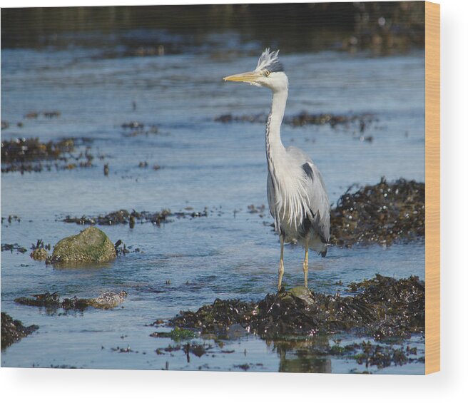 Scruffy Wood Print featuring the photograph Scruffy Heron by Adrian Wale