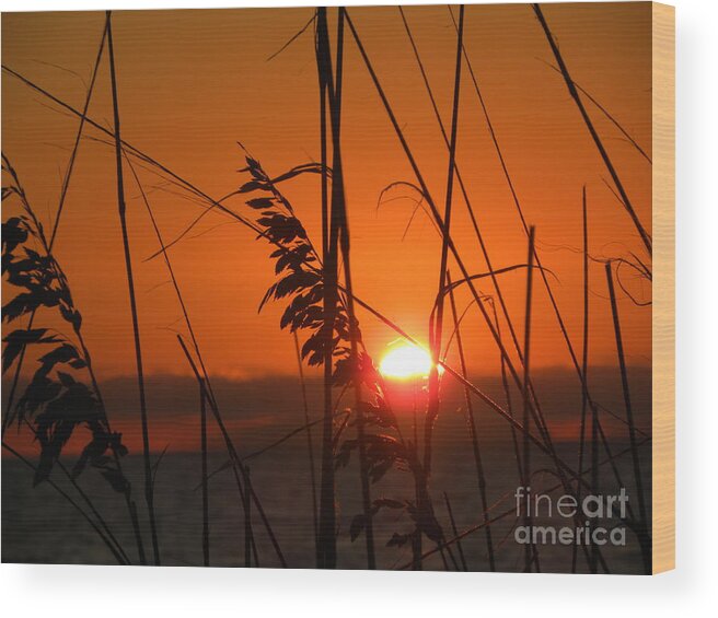 Seaoats Wood Print featuring the photograph Sea Oats at Sunset by Terri Mills