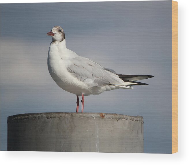 Animal Wood Print featuring the photograph Seagull on a post by Elenarts - Elena Duvernay photo
