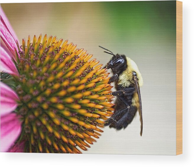 Bee Wood Print featuring the photograph Seeking Nectar by Brad Boland