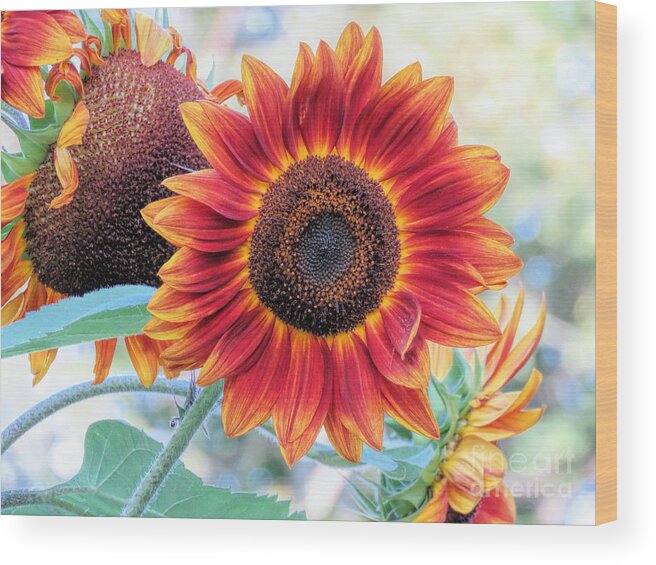 Sunflowers Wood Print featuring the photograph September Sunflowers by Janice Drew