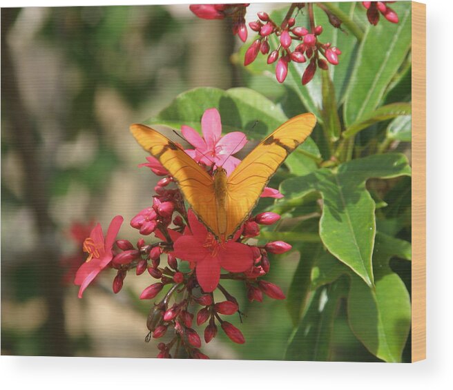 Butterfly Wood Print featuring the photograph Shades of Orange by Mary Hurst