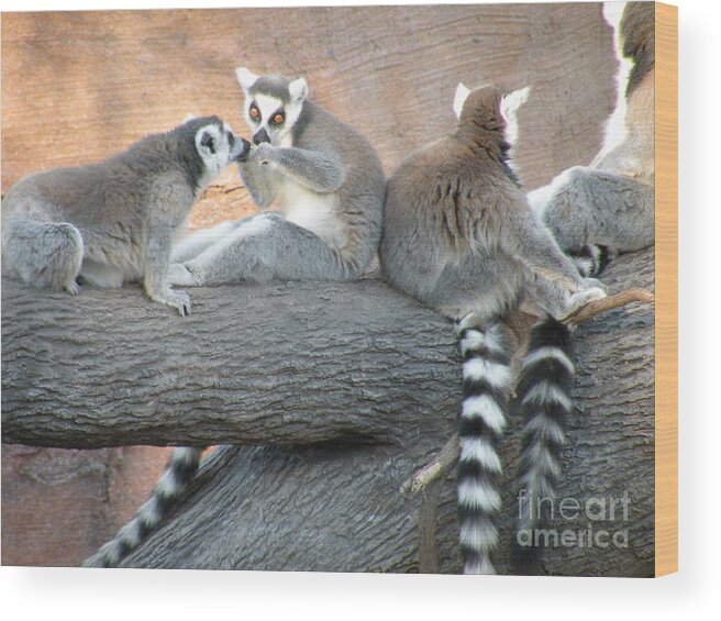 Lemur Wood Print featuring the photograph Sharing by Christine Belt