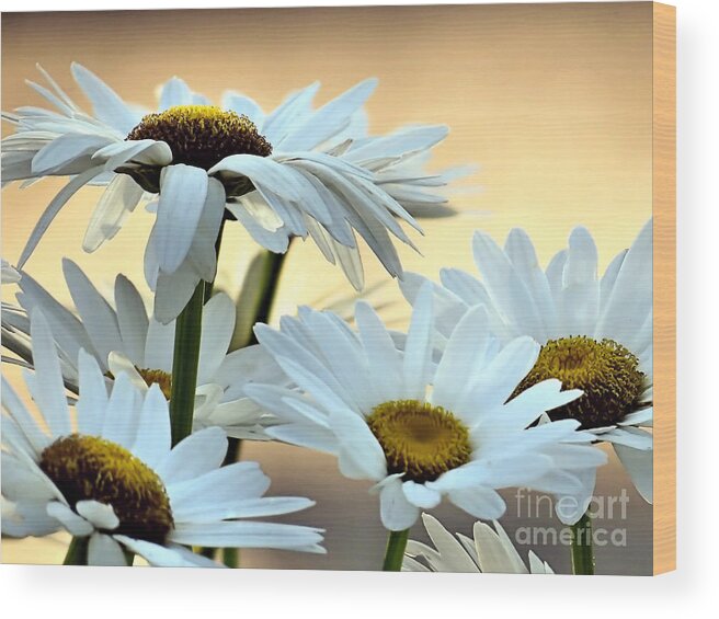 Shasta Daisy Wood Print featuring the photograph Shasta Daisies by Janice Drew