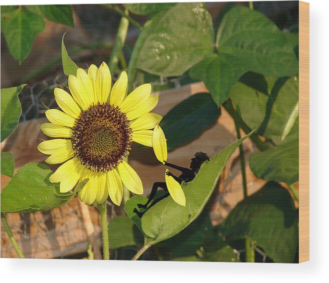 Sunflower Wood Print featuring the photograph She Loves Me Not by Laura Brightwood