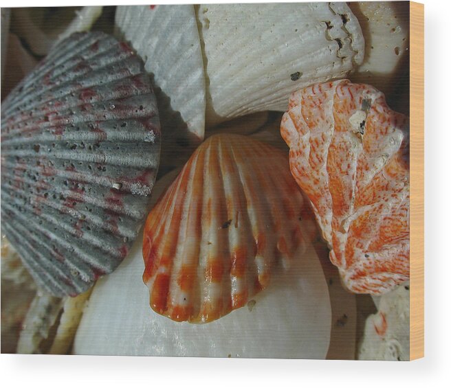 Shell Wood Print featuring the photograph Shells by Juergen Roth