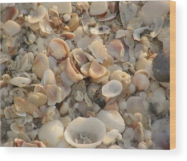 Beach Wood Print featuring the photograph Shells On Beach by Alice Markham