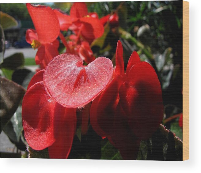 Begonia Wood Print featuring the photograph Shimmer in Red 1 by Jessica-faye Watters