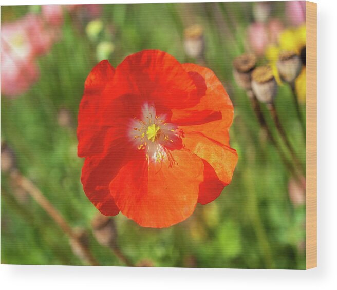 Shirley Poppy Wood Print featuring the photograph Shirley Poppy 2018-10 by Thomas Young