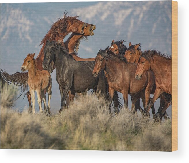  Wood Print featuring the photograph Shorty and Chase by John T Humphrey