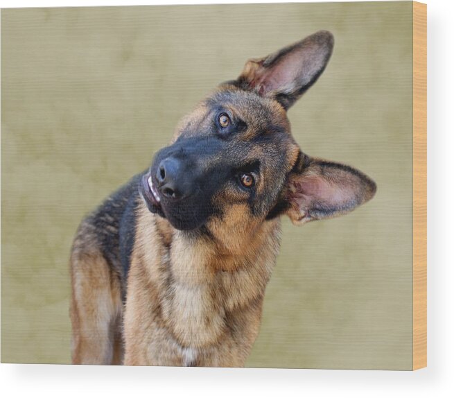 German Shepherd Wood Print featuring the photograph Silly Boy by Sandy Keeton