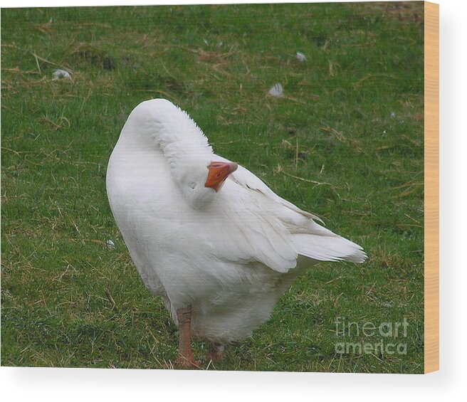 Goose Wood Print featuring the photograph Silly Goose by Louise Magno