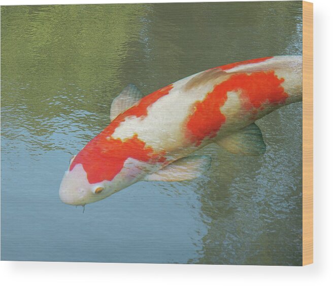 Fish Wood Print featuring the photograph Single Red and White Koi by Gill Billington