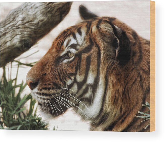 Tigers Wood Print featuring the photograph Sita Profile by Elaine Malott