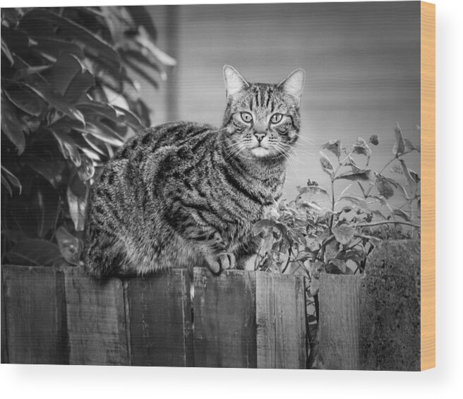 Cat Wood Print featuring the photograph Sitting on the Fence by Nick Bywater