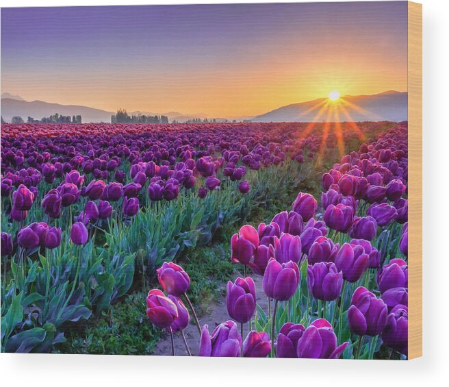 Tulip Wood Print featuring the photograph Skagit Valley Sunrise by Kyle Wasielewski