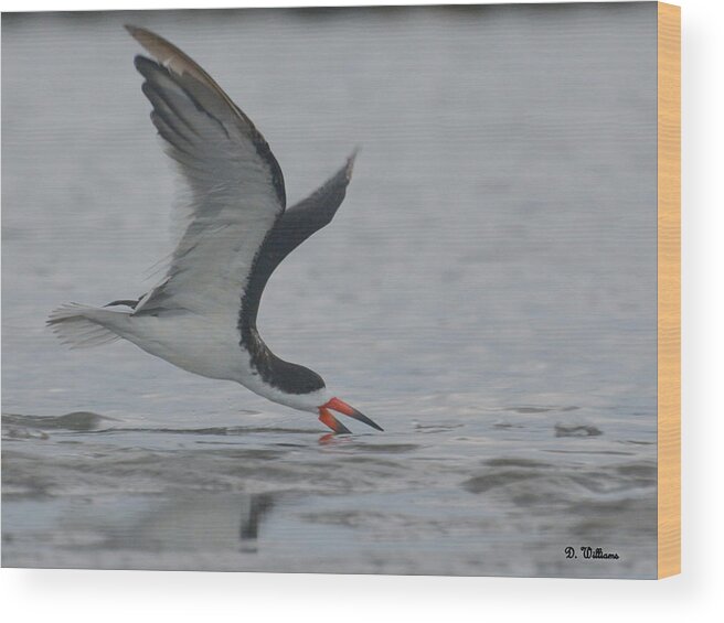 Black Skimmer Wood Print featuring the photograph Skimming the surface.... by Dan Williams