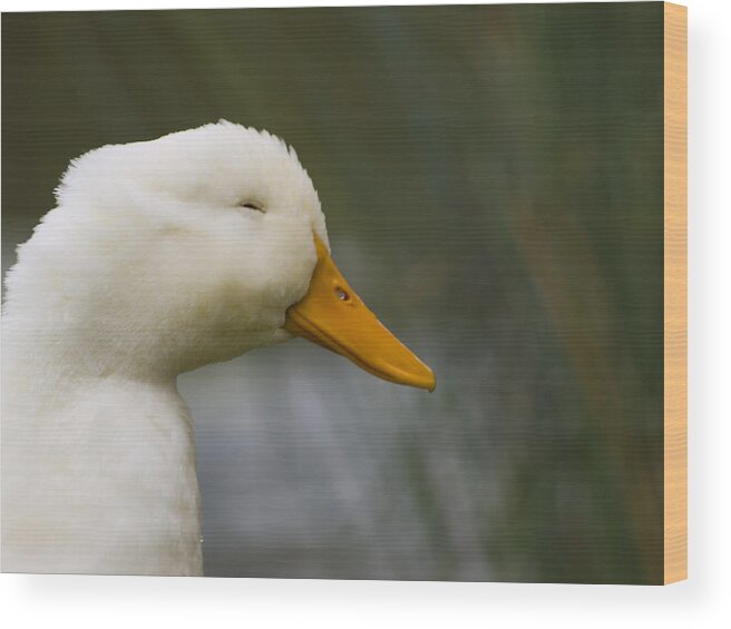 Pekin Wood Print featuring the photograph Smiling Pekin Duck by Tara Lynn