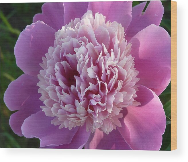 Flower Wood Print featuring the photograph Smiling Peony by Jeanette Oberholtzer