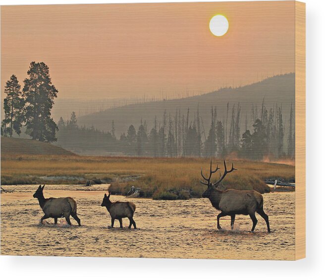 Elk Wood Print featuring the photograph Smokey Elk Crossing by Wesley Aston