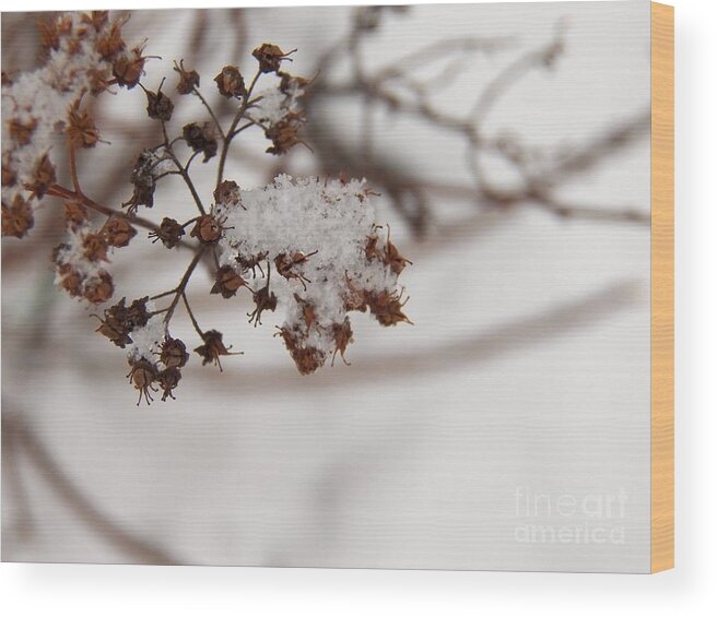 Snow Wood Print featuring the photograph Snow and Growth by Corinne Elizabeth Cowherd