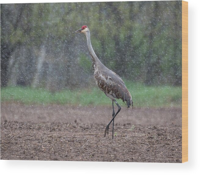 Sandhill Crane Wood Print featuring the photograph Snow Day by Thomas Young