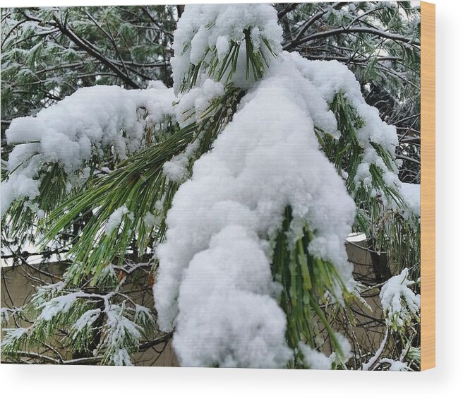 Snow Wood Print featuring the photograph Snow on Evergreen Branch by Vic Ritchey