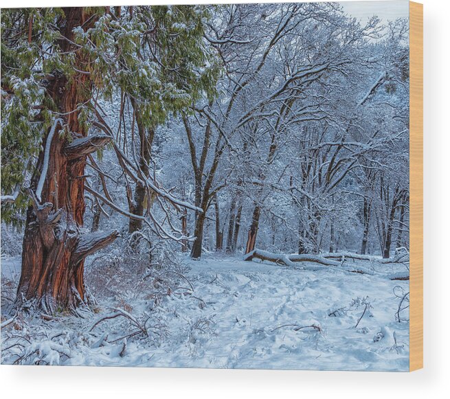 Landscape Wood Print featuring the photograph Snow Trees by Jonathan Nguyen