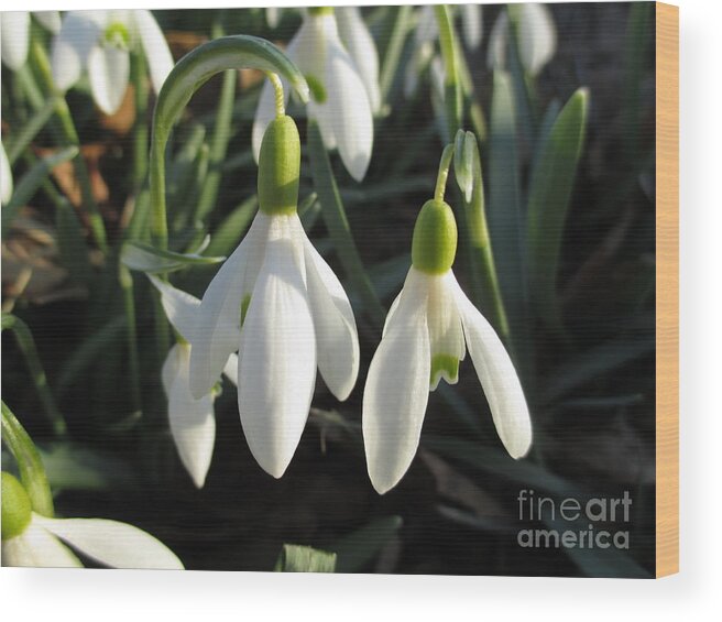 Snowdrops In The Sun Wood Print featuring the photograph Snowdrops in the Sun by Martin Howard