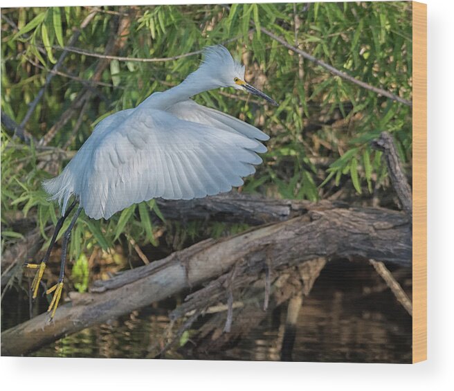 Snowy Wood Print featuring the photograph Snowy Egret 1010-051518-1cr by Tam Ryan