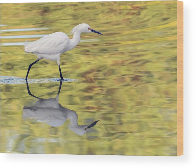 Snowy Wood Print featuring the photograph Snowy Egret 8846-050318-1cr by Tam Ryan