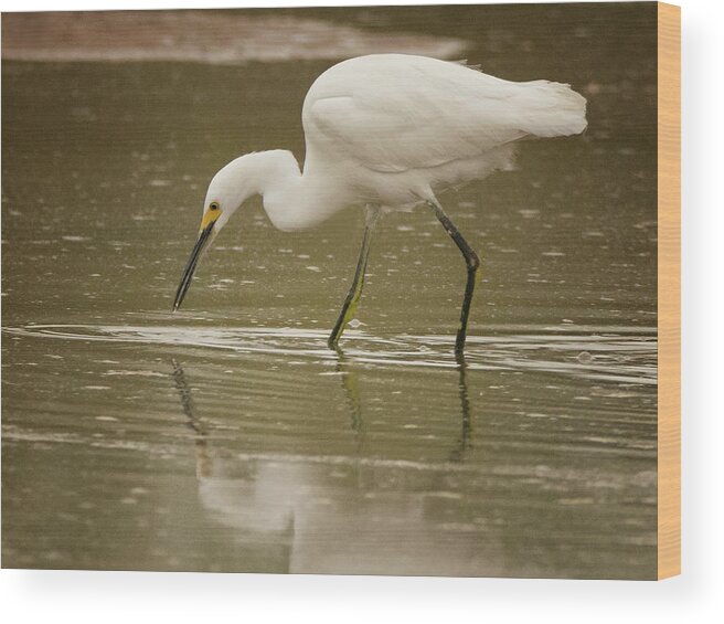 Snowy Egret Wood Print featuring the photograph Snowy Egret Soft Reflection 5769-112717-2cr by Tam Ryan