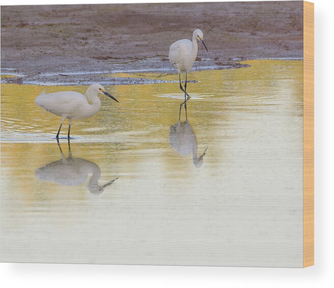 Snowy Wood Print featuring the photograph Snowy Egrets Reflection 7231-042518-1cr by Tam Ryan