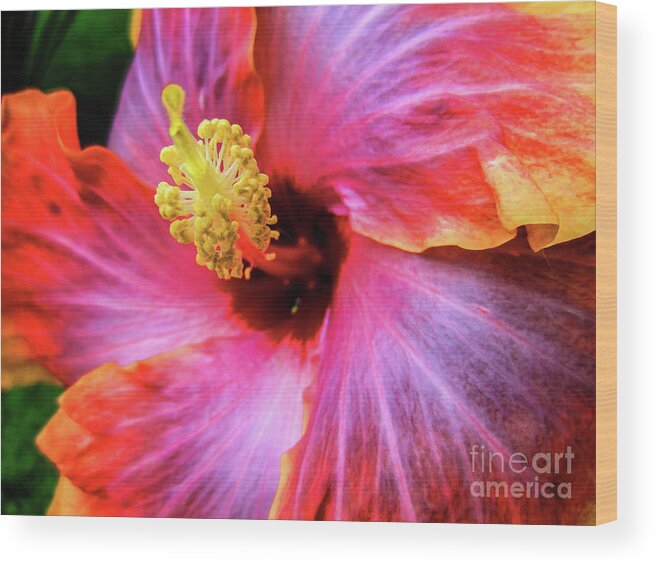 Hibiscus Wood Print featuring the photograph SoCal Hibiscus by Becqi Sherman