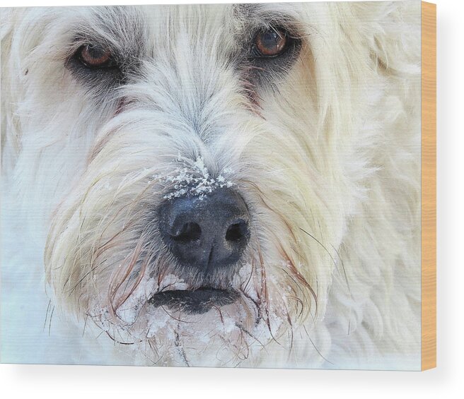 Soft-coated Wheaten Terrier Wood Print featuring the photograph Soft-coated Wheaten Terrier Eating Snow by Linda Stern