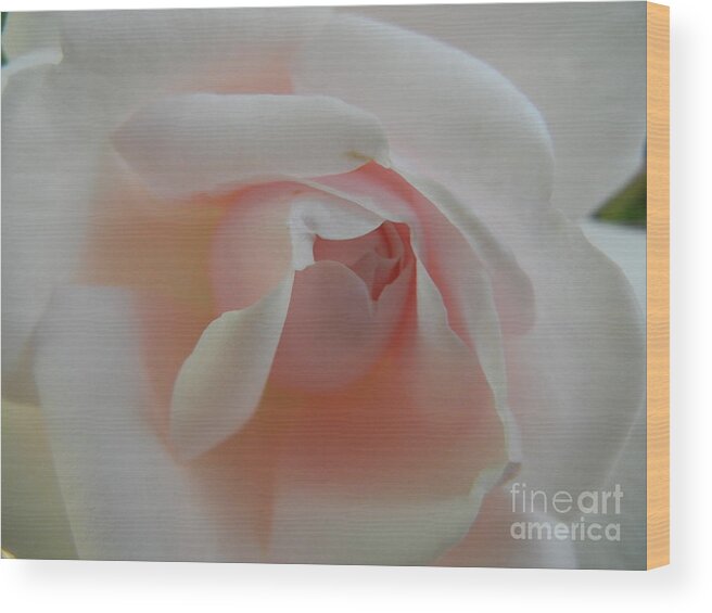 Rose Wood Print featuring the photograph Soft pink rose by Jim And Emily Bush