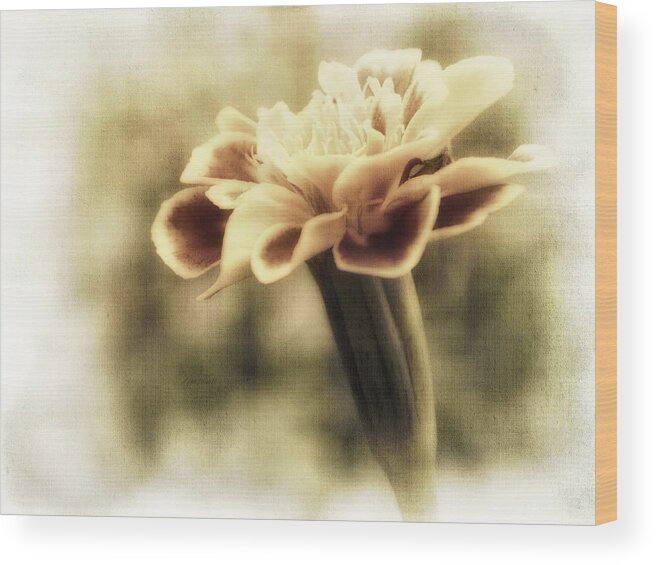 Marigold Wood Print featuring the photograph Soft Summer Memory - photography by Ann Powell
